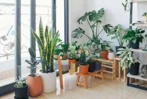 Plants Make a Room Feel Alive