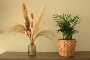 Farmhouse living room with indoor plants
